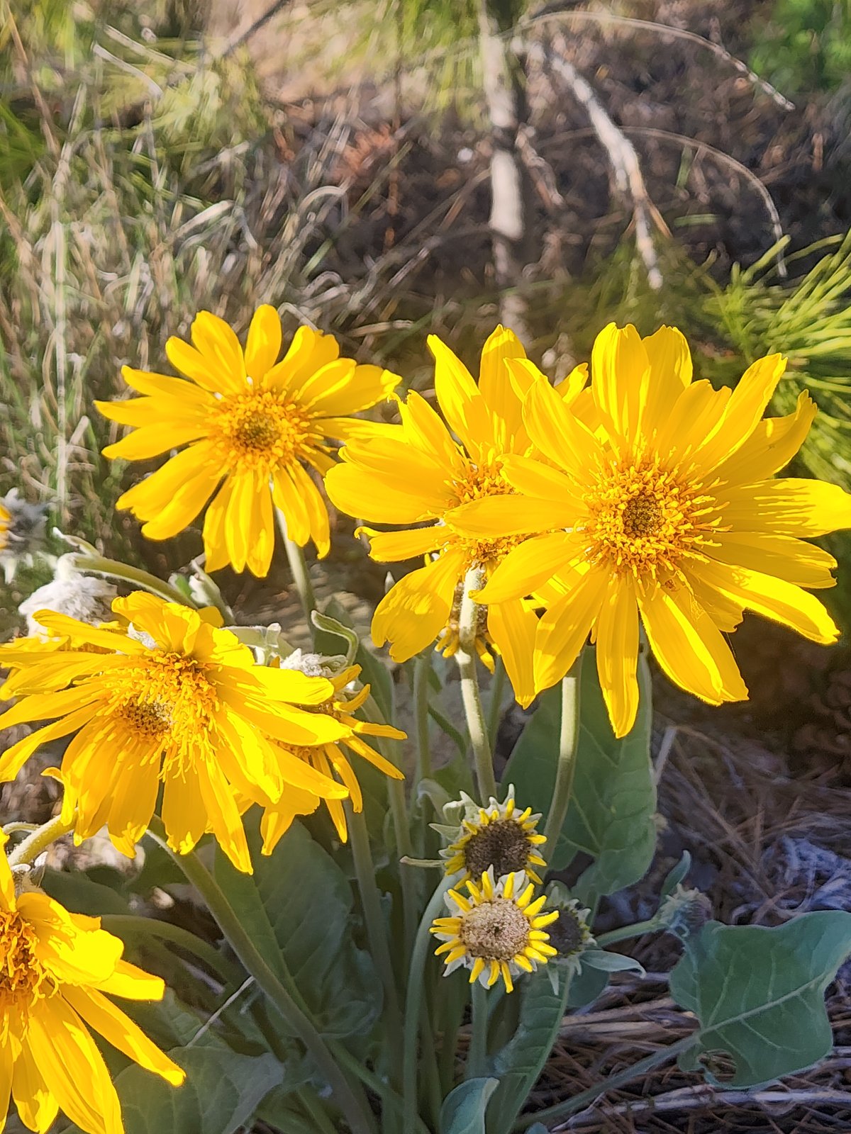 Arrowleaf flower growing on the mountain in spring