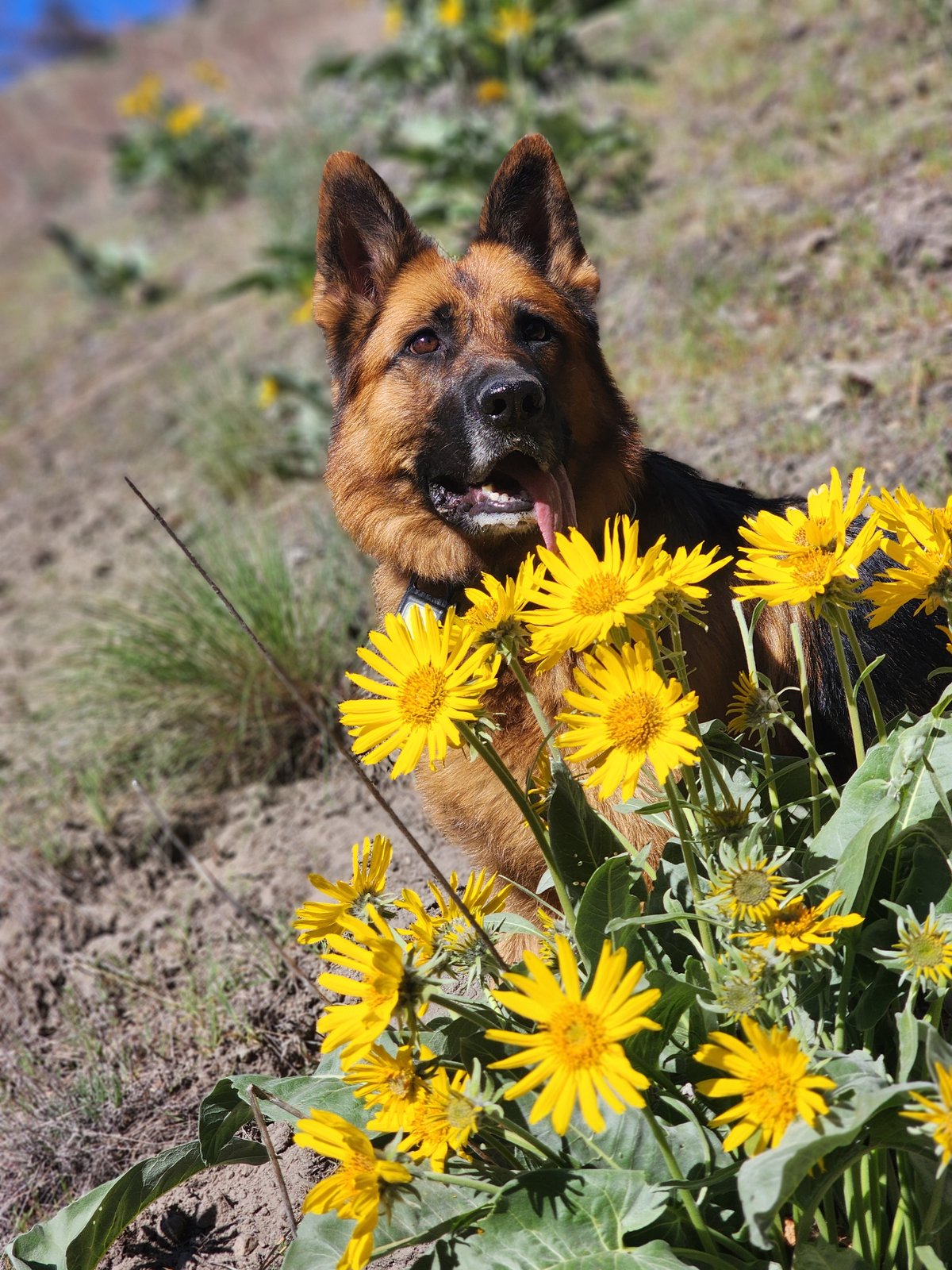 Spring mountain meadow with Hex