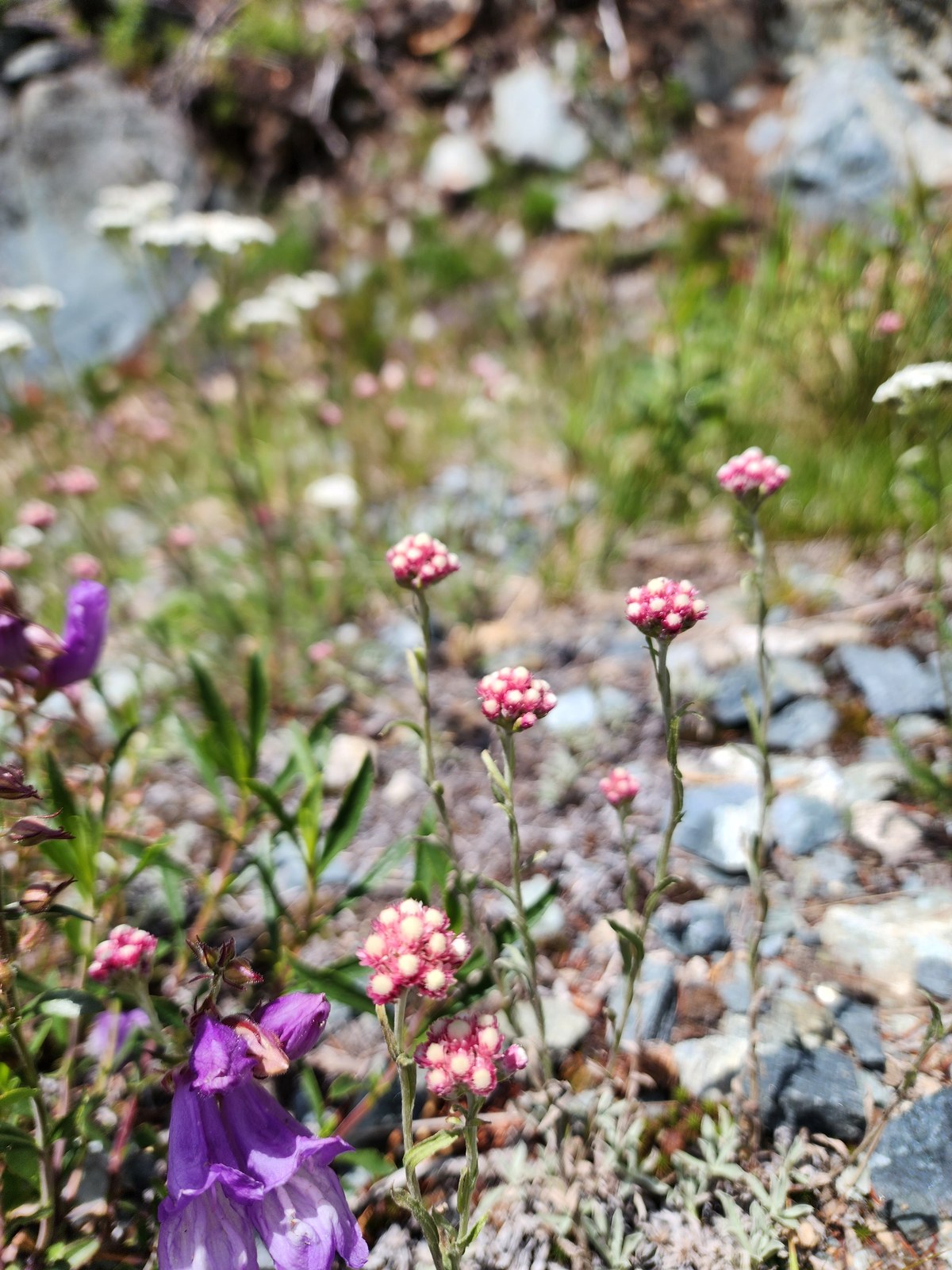 Wildflowers on Baldy Mountain