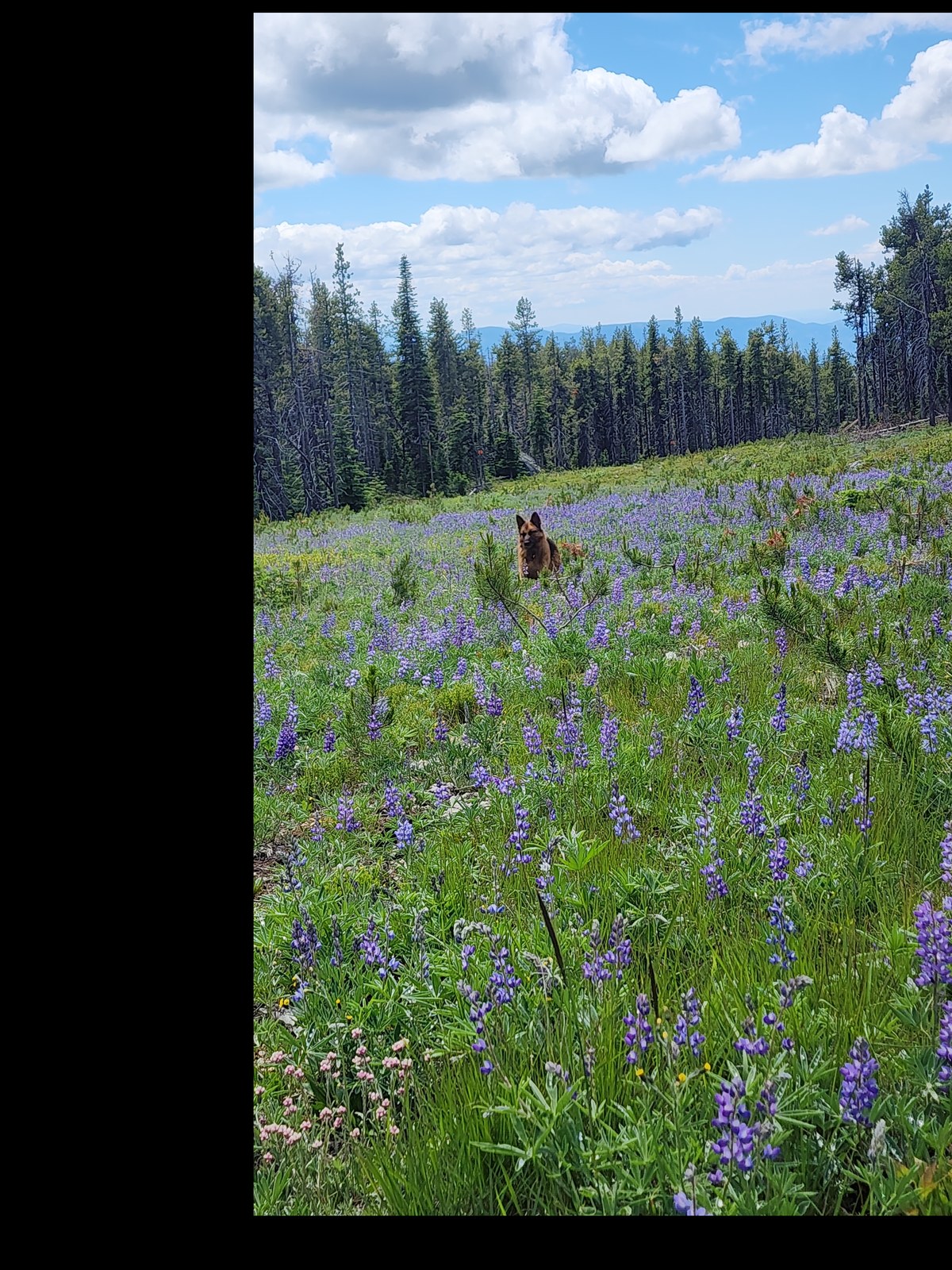 Hex in a mountain meadow on Baldy