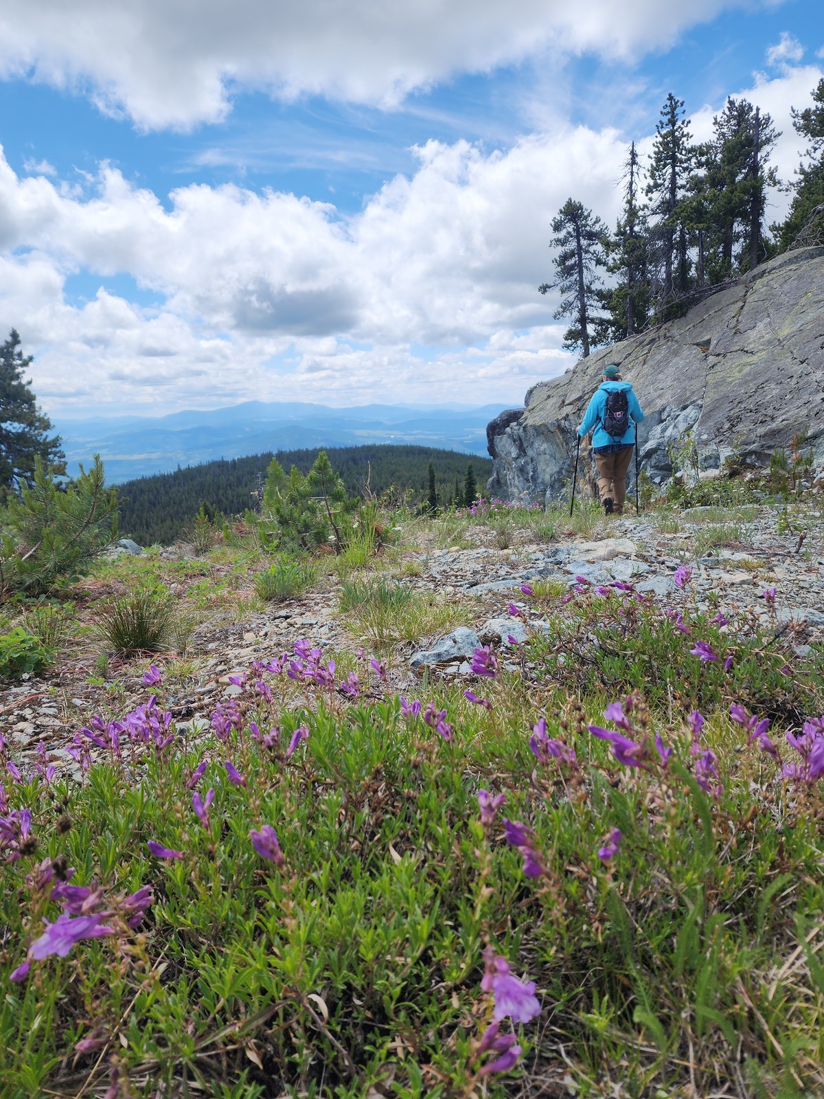 Hiker among the wildflowers on Baldy Mountain