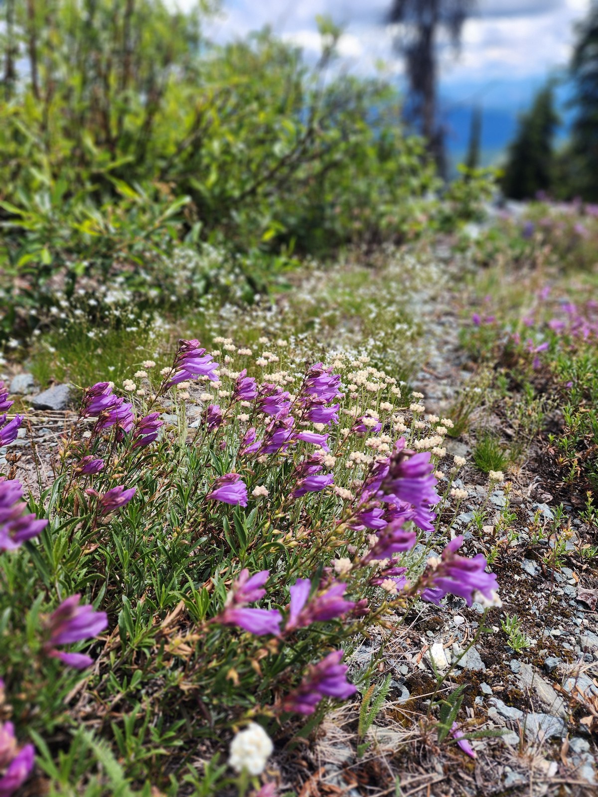 Cluster of wildflowers on Baldy Mountain