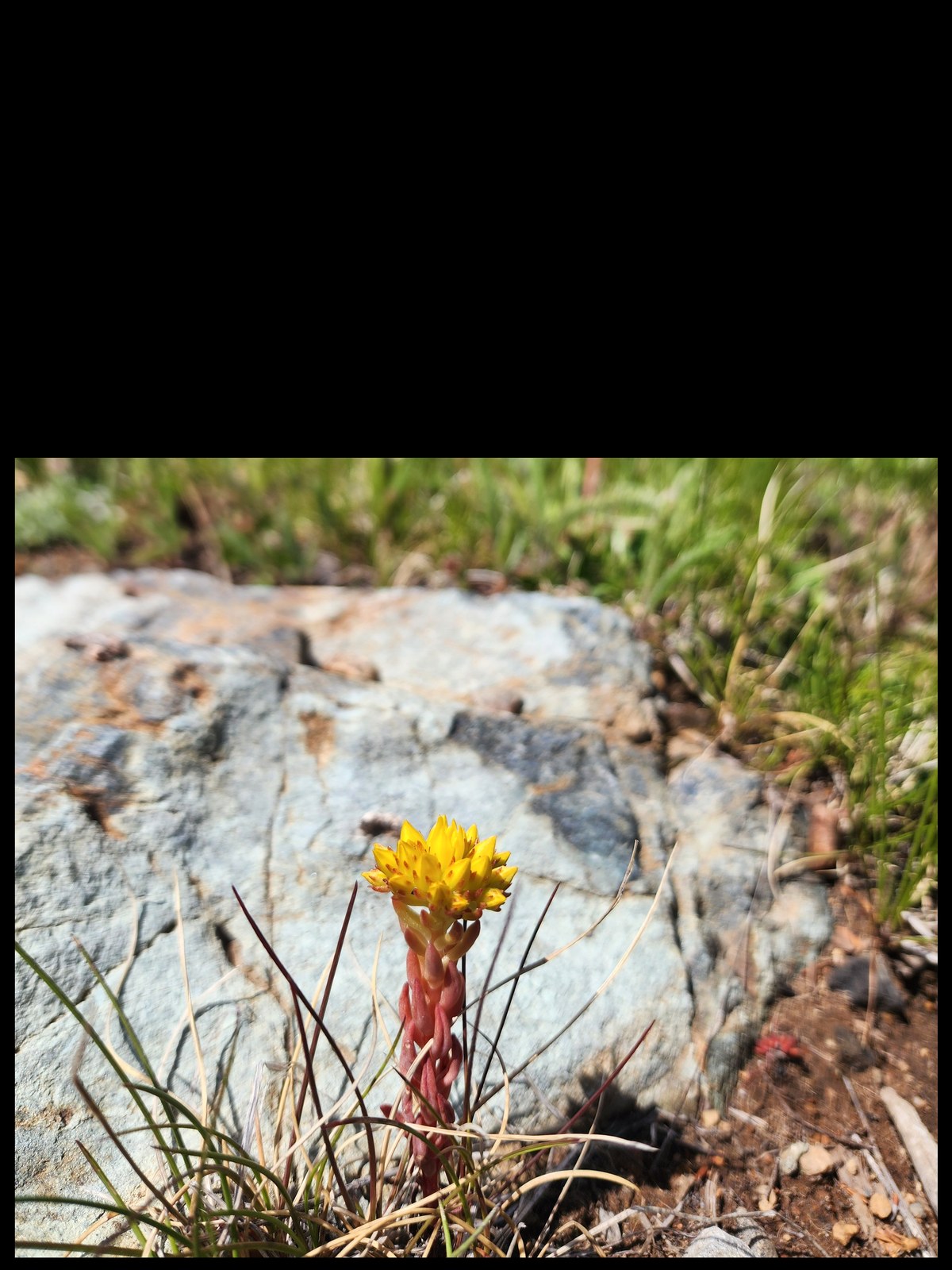 Yellow wildflower on Baldy Mountain